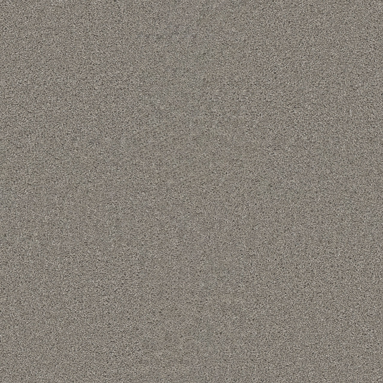 Swashbuckler 3.0 - Silver Birch