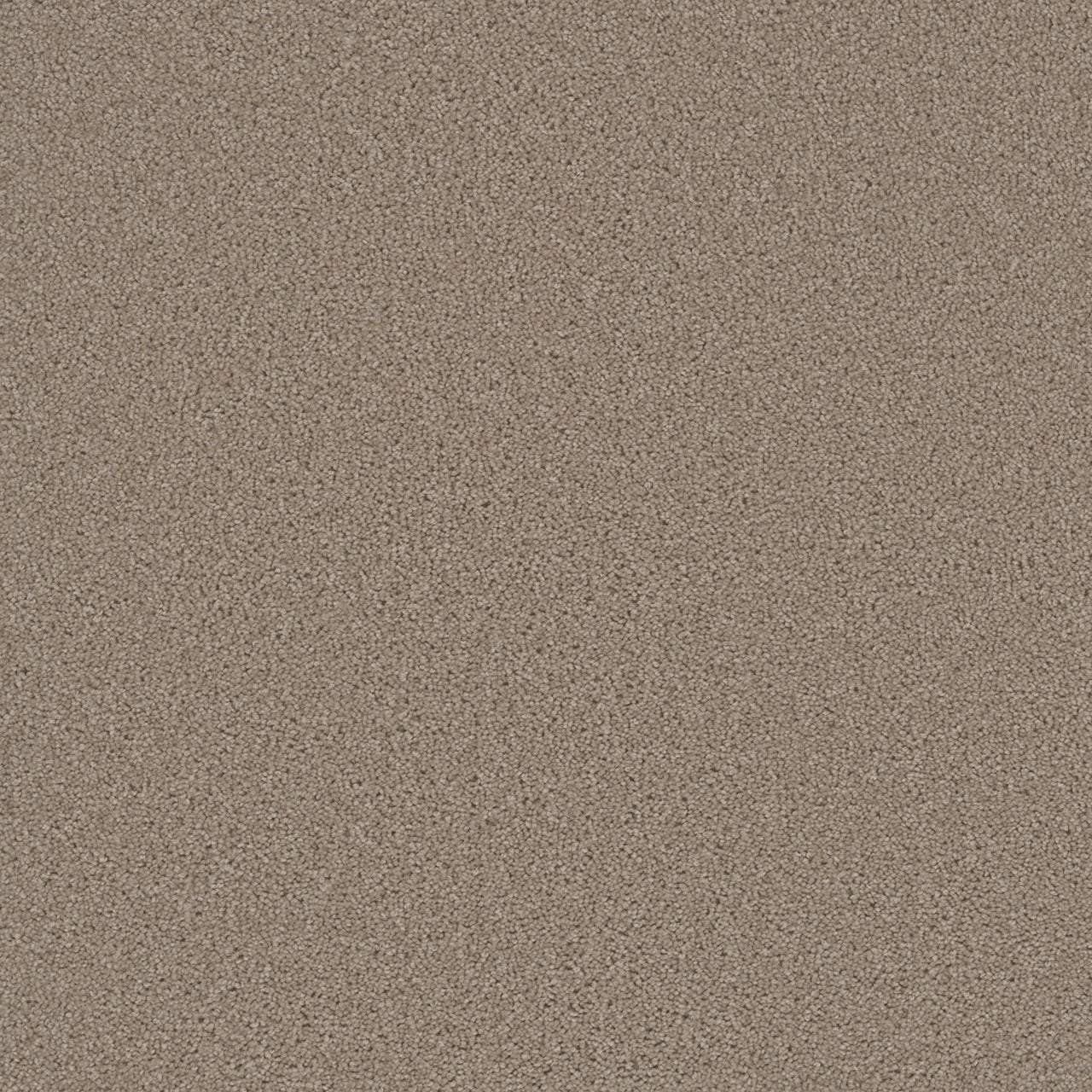Swashbuckler 3.0 - Flax Beige